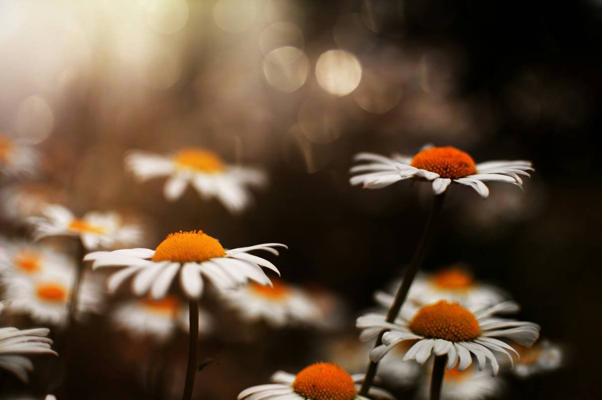 White daisies with orange centers in soft light