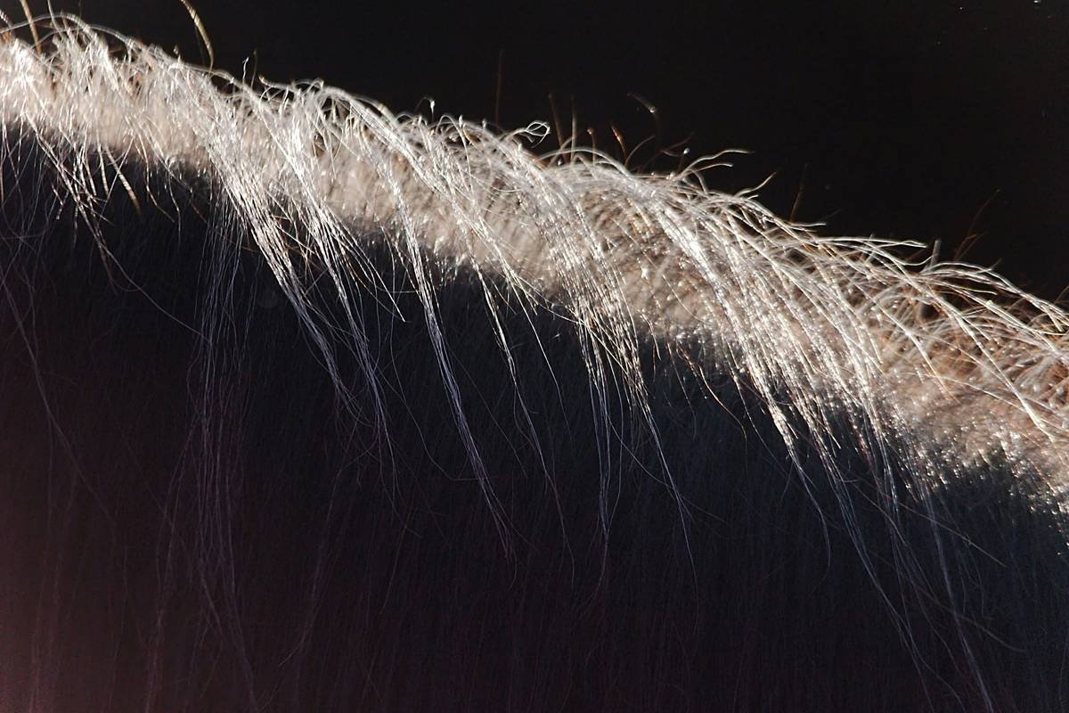 a close up of the back of a horse's head